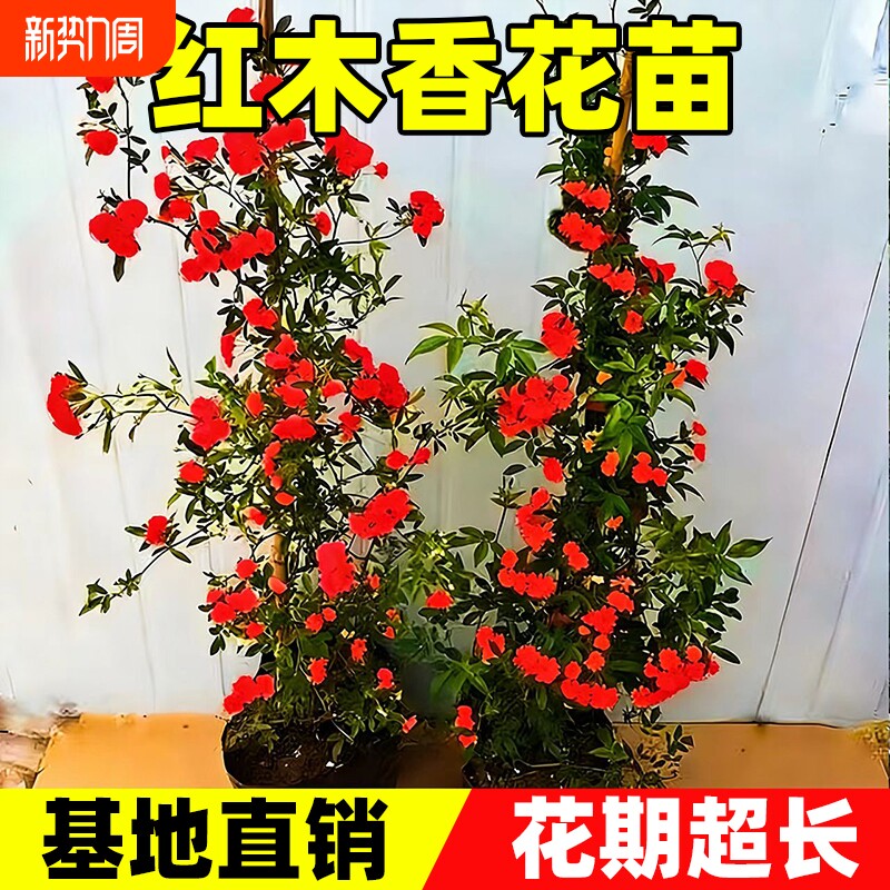 红木香花苗爬藤植物四季开花甜黄木香花庭院阳台无刺蔷薇盆栽花卉