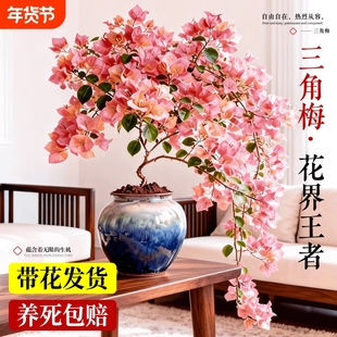 日落三角梅盆栽带花苞室内花卉绿植物阳台高端老桩特大苗重瓣绿樱