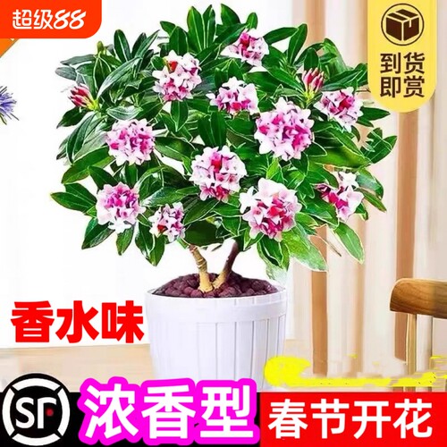 金边瑞香盆栽浓香型植物室内花卉老桩秋冬养耐寒客厅阳台开花庭院