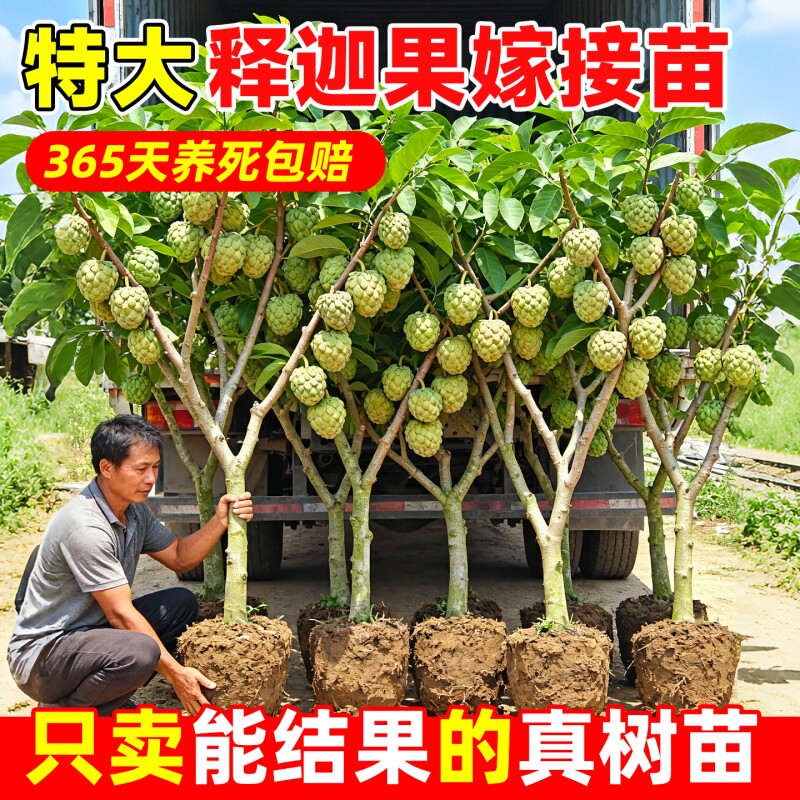 释迦果苗树特大号凤梨嫁接果树大果榴莲庭院南方盆栽地栽水果结果