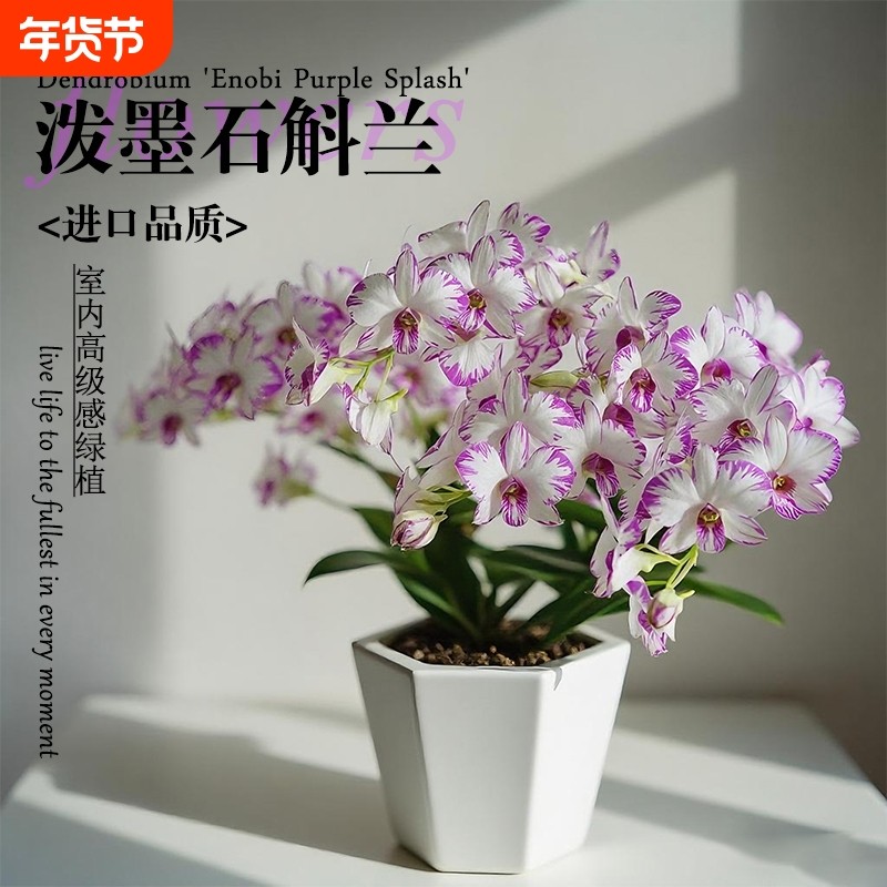 名贵白泼墨秋石斛兰花苗室内高级感绿植盆栽好养浓香可水培花卉