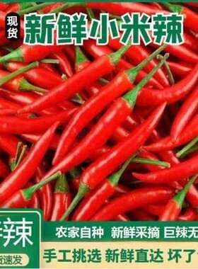 云南新鲜小米特辣辣现辣辣椒红辣椒红朝天椒指天椒批发米椒自种
