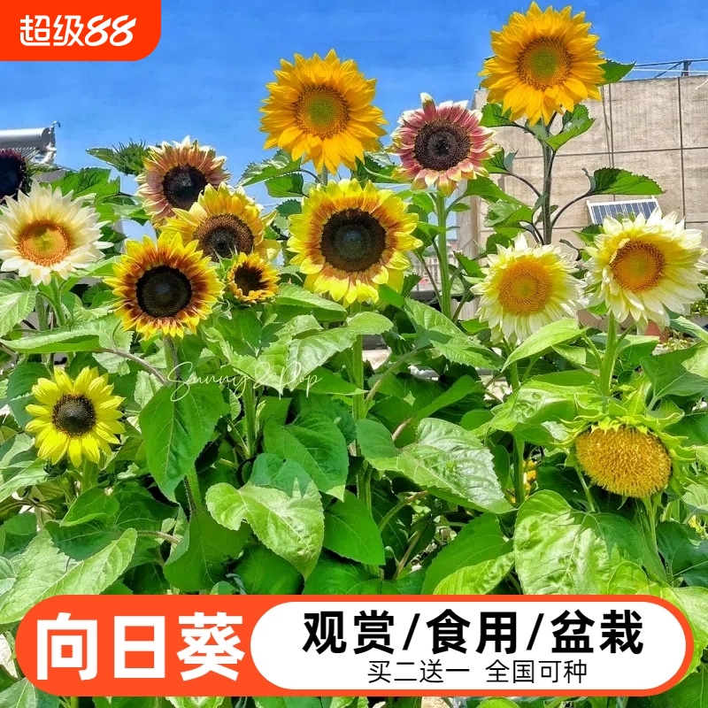 向日葵种子春夏播种矮生太阳花种籽庭院阳台盆栽食用观赏葵花种孑