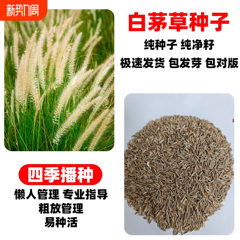 白茅草种子四季播种茅柴根草籽白毛菅绿化杂草种籽孑苇状羊茅种孑