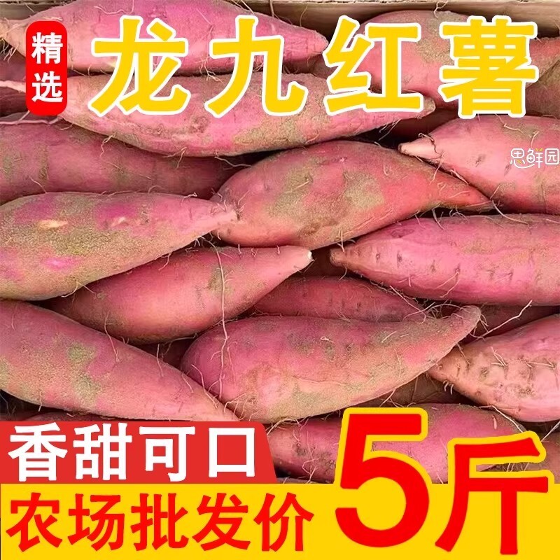 河南板栗红薯新鲜沙地蜜薯龙九地瓜蔬菜农家自种现挖现发软糯香甜