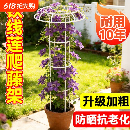 铁线莲爬藤架花架支撑杆月季花架