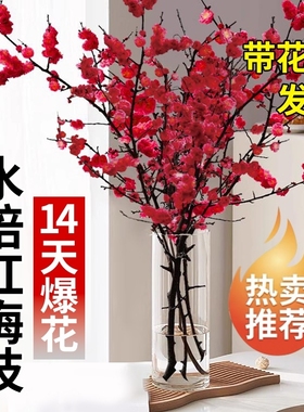 鲜枝红梅干枝水培真花雪柳室内银柳好养绿植物盆栽鲜花冬季客厅