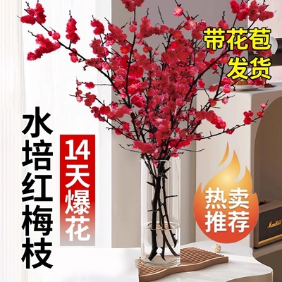 室内水培鲜枝红梅花遇水就活