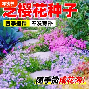 芝樱花籽种子地被植物低矮太阳花种四季播种开花室外庭院花卉草籽