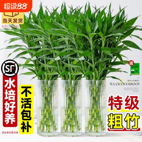 富贵竹好养绿植室内盆栽客厅招财粗杆带根节节高竹子水养水培植物