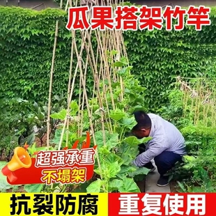竹竿菜园搭架竹子杆黄瓜四季豆番茄篱笆围栏旗杆爬藤架豆角绑气球