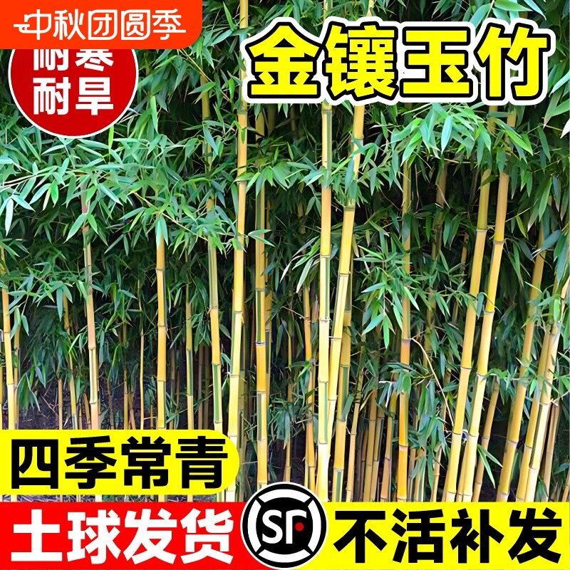 金镶玉竹竹子苗庭院四季常青植物盆栽黄金竹苗罗汉竹紫竹毛竹耐寒										