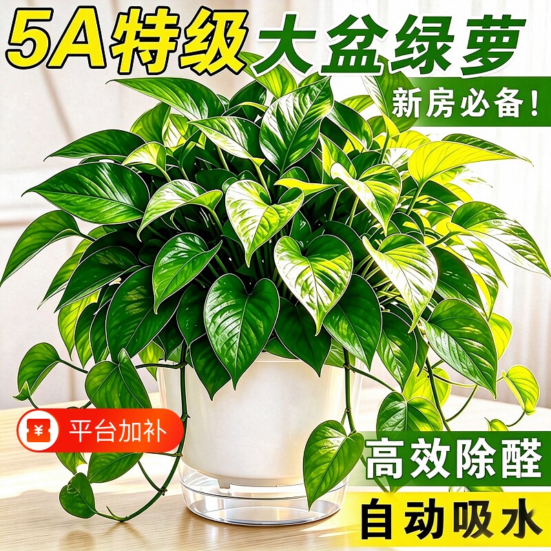 绿箩植物室内吸长藤甲醛大叶绿萝盆栽除四季绿植好养水培大盆适合