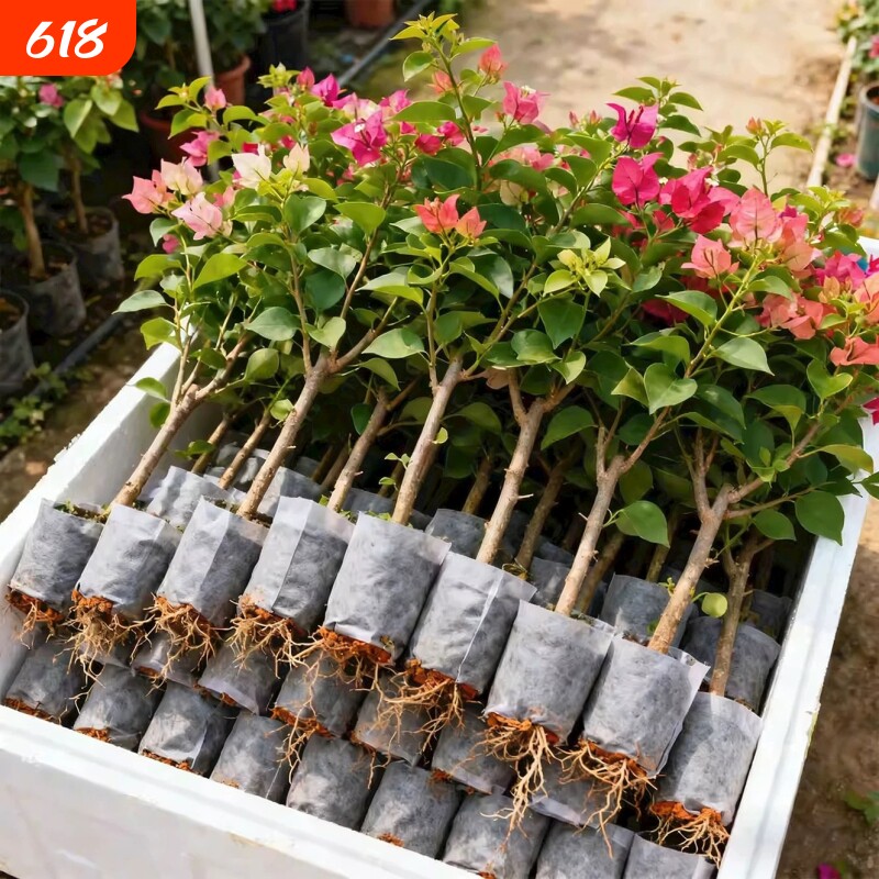 三角梅花苗重瓣多色勤花品种阳台庭院盆栽好养易活四季绿植花卉