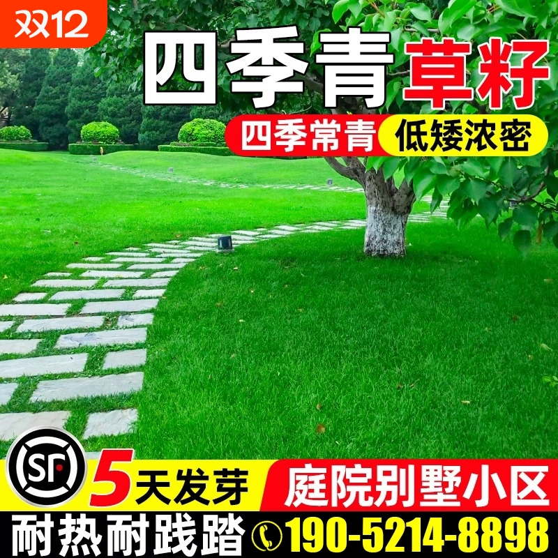 四季青草籽四季常青耐寒耐旱庭院小区公园绿化护坡耐践踏草坪种子