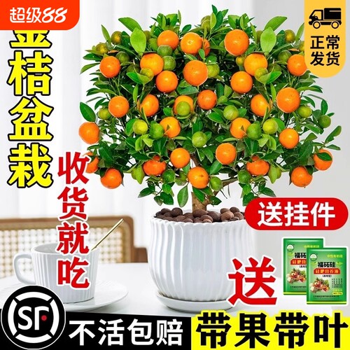 金桔树盆栽可食用带果四季橘子树苗室内外花卉绿植物柠檬树客厅