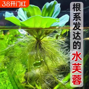 水芙蓉水浮莲鱼缸活体水生生态古法缸造景摆件增氧水面浮萍草水质