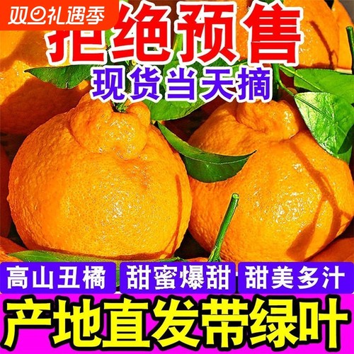 四川丑橘桔子当季新鲜时令水果现摘现发柑非耙耙橘