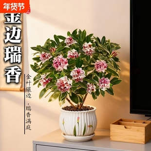 金边瑞香盆栽带花苞室内耐寒绿植四季常绿好养易活花卉净化空气