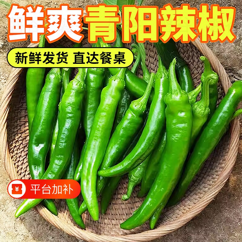 山东青椒青阳辣椒土香辣脆嫩正宗当季现摘新鲜蔬菜批发尖椒微辣