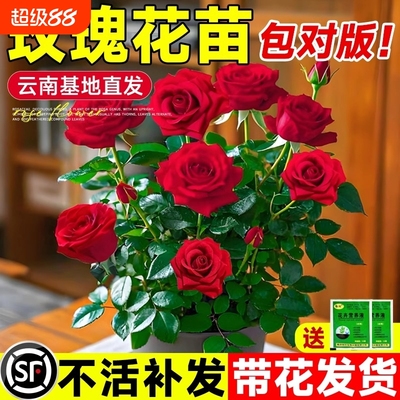 玫瑰花苗带花苞蔷薇月季特大花四季开花阳台盆栽花卉室内外绿植物
