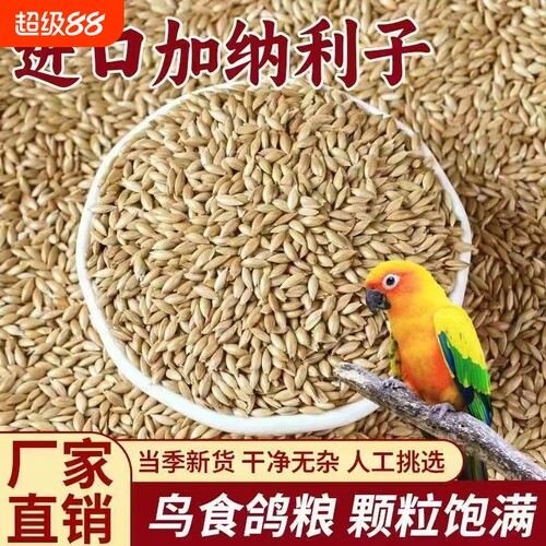 干净无空壳进口加纳利子鹦鹉鸟粮