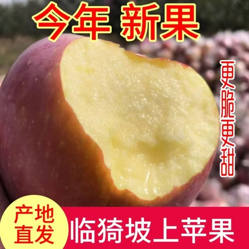 正宗山西丑苹果运城红富士原生态新鲜苹果水果脆甜应季好吃现摘,水产肉类/新鲜蔬果/熟食,苹果,淘宝优惠券,粉丝福利购,淘宝优惠卷