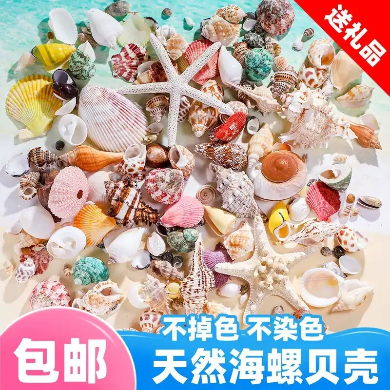 天然贝壳鱼缸造景小海螺壳手工装饰画标本卷贝鱼寄居蟹工艺品海星图片