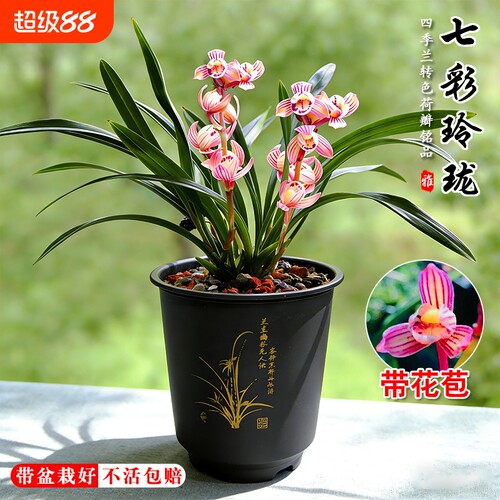 建兰荷瓣七彩玲珑四季兰花苗现带花苞室内好养浓香味花卉绿植盆栽