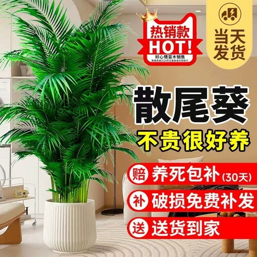 散尾葵凤尾竹盆栽四季常青