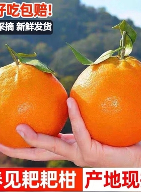 四川粑粑柑应季水果丑橘柑橘石门蜜橘整箱孕妇水果8分甜2分酸现摘