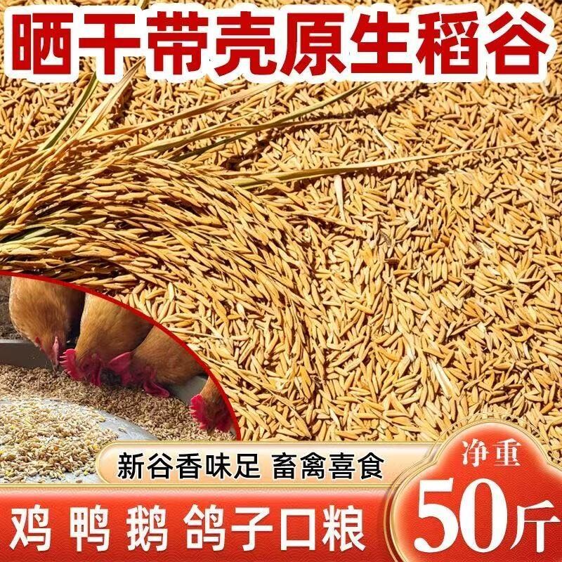 当季农家带壳稻谷谷子水稻稻子带壳粮食喂鸡鸭鹅鸽鸟仓鼠宠物饲料