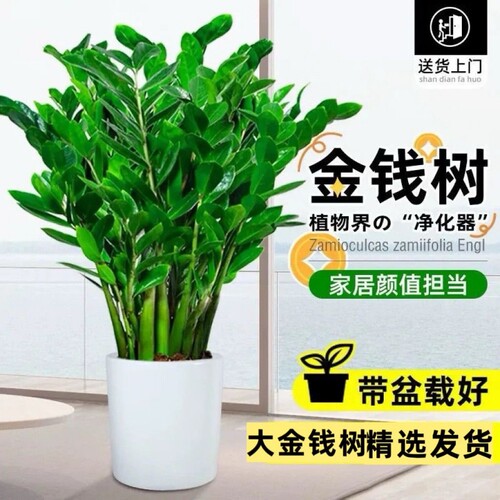 金钱树客厅大型植物盆栽发财树办公室内桌面绿植招财好养乔迁开业