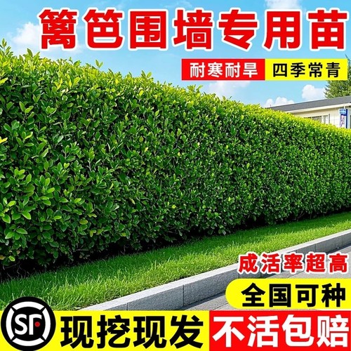 冬青树苗法国直立篱笆墙庭院围墙植物耐寒四季常青绿篱北海道黄杨