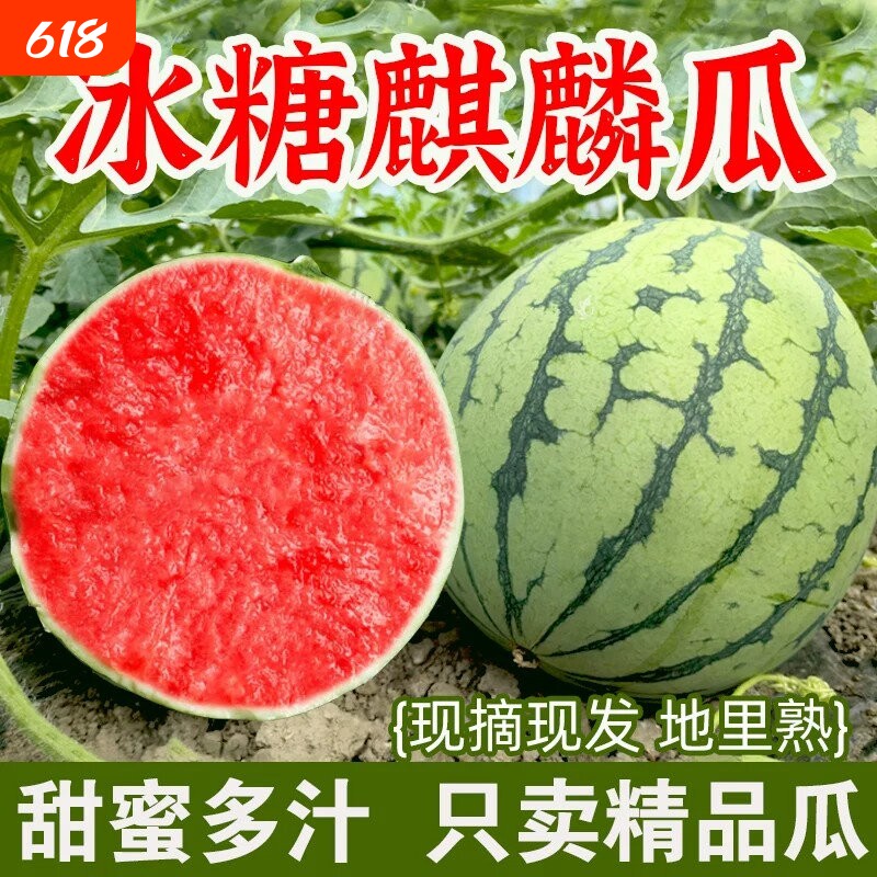 新鲜水果美都麒麟西瓜清甜多汁鲜嫩脆甜新鲜现摘当季新鲜水果批发