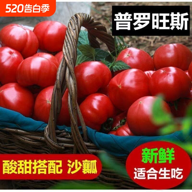 当季生吃正宗普罗旺斯沙瓤水果西红柿自然熟番茄老人儿童减脂蔬菜