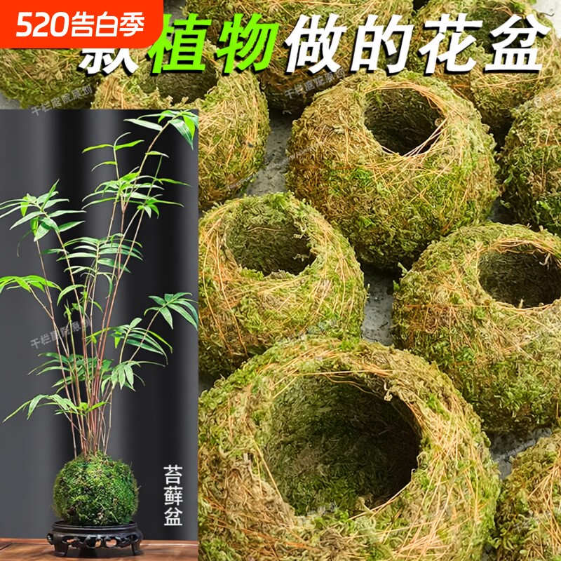 苔玉苔藓球 苔藓花器 创意石斛种植盆微景观园艺盆栽趣味家居装饰