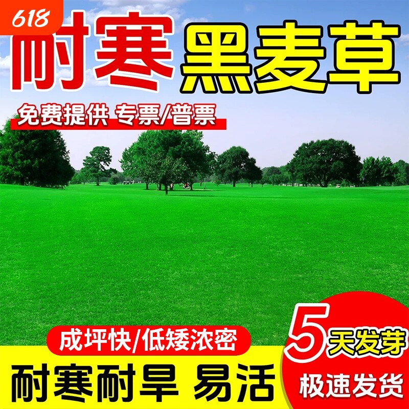 黑麦草草籽蓝标多年生庭院别墅工程绿化耐寒耐旱免修剪草坪草种子