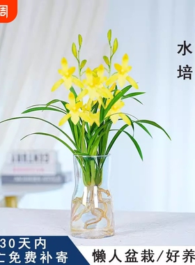 水培香水兰花苗黄色花浓香型植物冬季带花苞净化空气客厅桌面花期
