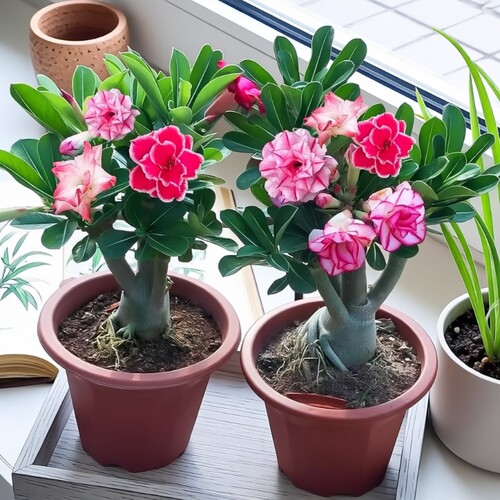 重瓣沙漠玫瑰花苗盆栽带花苞多肉植物老桩绿植盆景四季开花室外