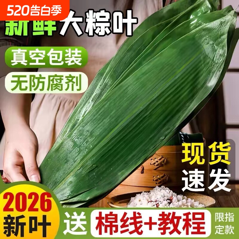 粽子叶棕叶新鲜大号新叶包粽子专用的叶子端午节商用批发干粽叶大