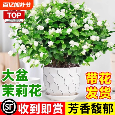 茉莉花盆栽树苗开花植物虎头茉莉带花苞栀子花室内好养活绿植物