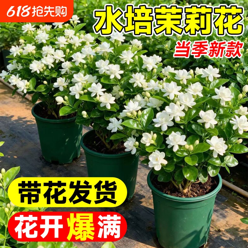 茉莉花盆栽带花苞水培植物办公室内桌面花卉绿植水养鲜花四季开花