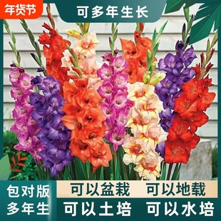 重瓣唐菖蒲剑兰种球室内室外庭院阳台多年生花卉盆栽绿植耐寒耐热