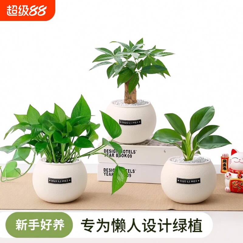绿植发财树小盆栽室内桌面净化空气四季养的吸甲醛植物办公室客厅图片
