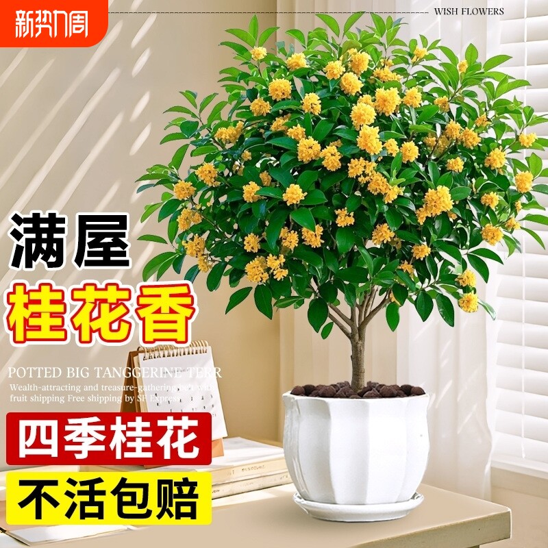 嫁接桂花树苗阳台庭院耐寒盆景老桩浓香花卉绿植物四季开小金丹桂