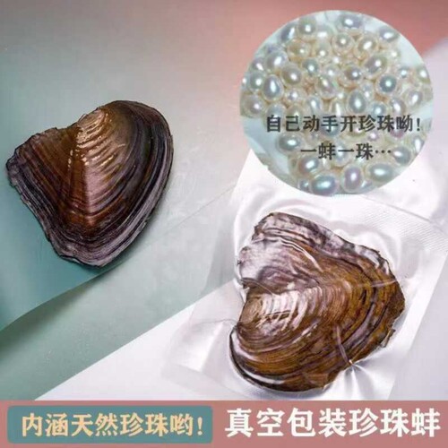 诸暨淡水迷你珍珠蚌蚌一蚌一珠爱迪生河蚌自己开蚌取珍珠diy国货