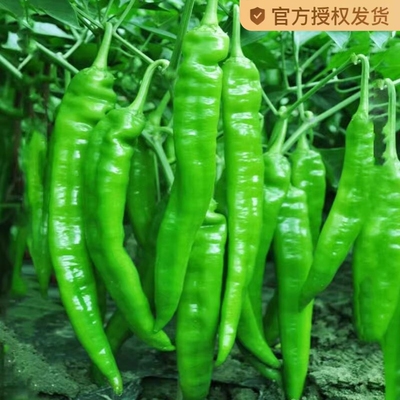 牛角辣椒种籽高产美人椒种子苗青红椒春秋四季蔬菜青椒朝天椒甜椒