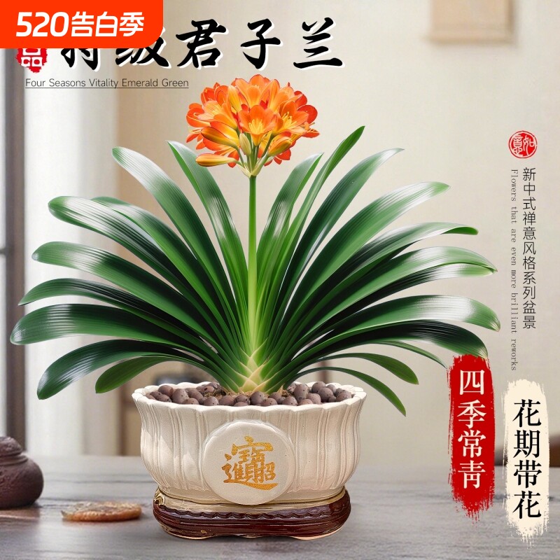 精品君子兰盆栽带花苞室内办公室名贵花卉绿植物特大号国宝级好养