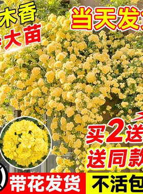 四季重瓣黄木香花苗室外庭院蔷薇盆栽花卉爬藤植物大树桩红木香